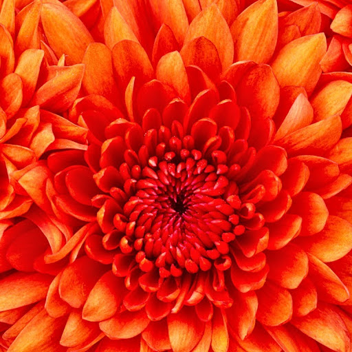 Christine York Photo 26