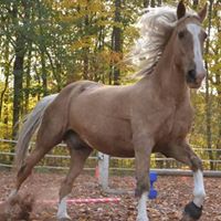 Cheryl Harrison Photo 47