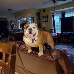 Chris Clifford Photo 48 Chris Clifford Photo 48