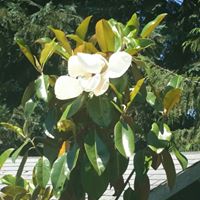 Judy Swanson Photo 9