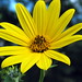 Don Shields Photo 32