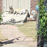 Pamela Gillespie Photo 11