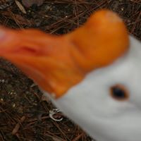 Vannessa Walker Photo 2