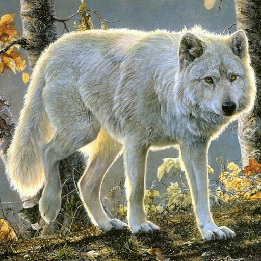 Kenneth Curtis Photo 21