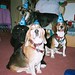 Harvey Kramer Photo 17
