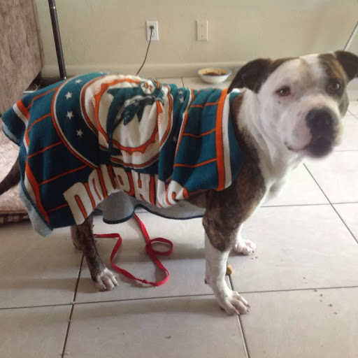 David Shafer Photo 6