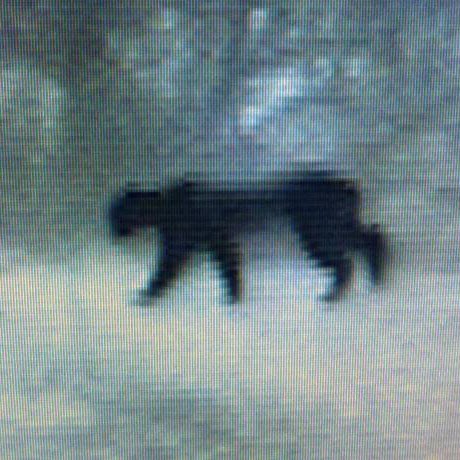 Peter Gilmore Photo 34 Peter Gilmore Photo 34