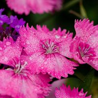 Crystal Cook Photo 42