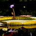 Robert Phipps Photo 26