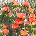 Carl Wolf Photo 38