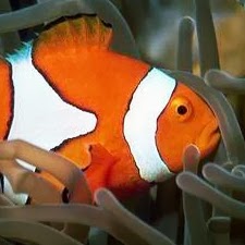 Andrew Darling Photo 44