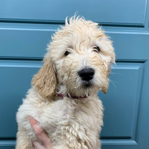 Jessie Huang Photo 33