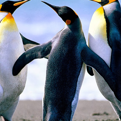 Steven Mclean Photo 31