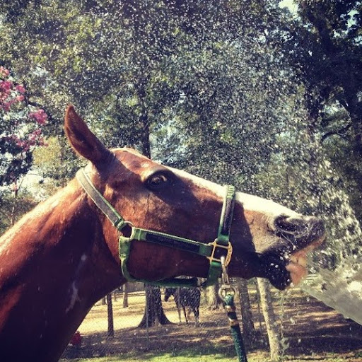 Janet Davenport Photo 24