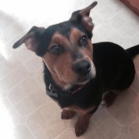 Michelle Petrillo Photo 8