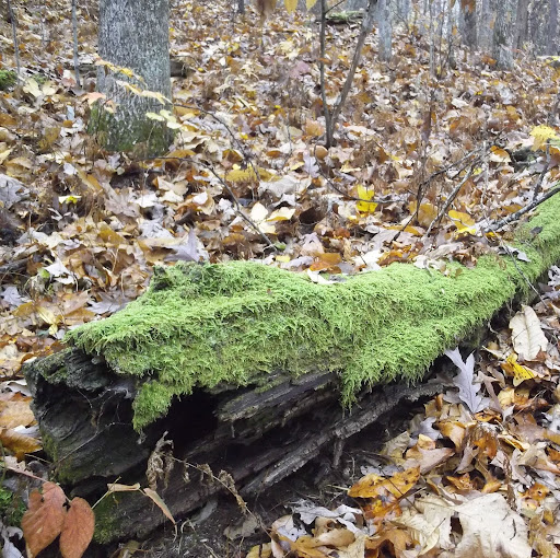 Jeffrey Garrett Photo 23