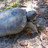 Sarah Mccrary Photo 21