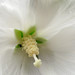Diana Rose Photo 46