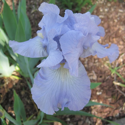 Debbie Curtis Photo 45 Debbie Curtis Photo 45