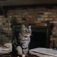 Susan Swain Photo 38 Susan Swain Photo 38