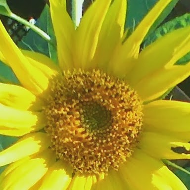 Janet Krause Photo 34