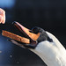 Carolyn Swan Photo 6
