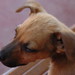 Alice Bruno Photo 31