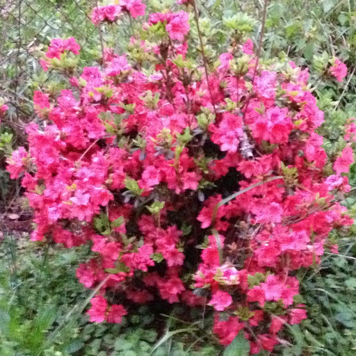 Pat Mcdaniel Photo 25