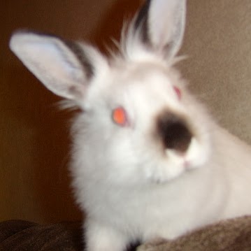 Steve Swartz Photo 27