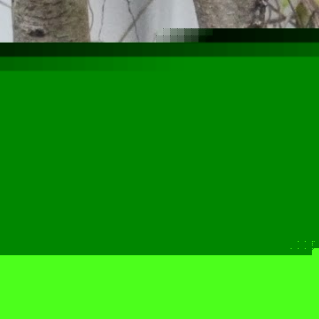 Dorothy Parker Photo 13