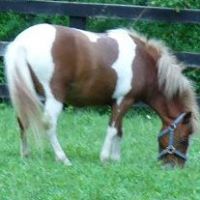 Nancy Koehler Photo 27