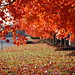 Diane Root Photo 26