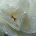 Deborah Rose Photo 16