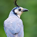 Jay Whited Photo 6