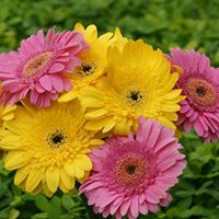 Sandra Valenti Photo 5