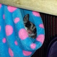 Stephen Schwarz Photo 35 Stephen Schwarz Photo 35