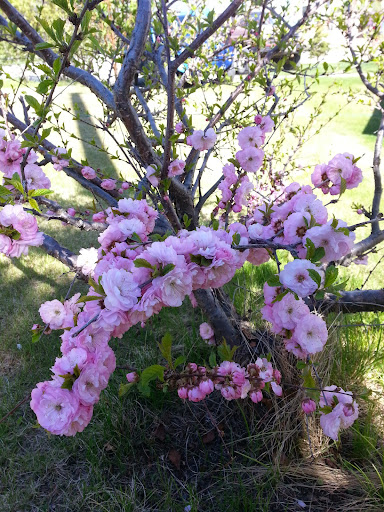 Dianne Williams Photo 19