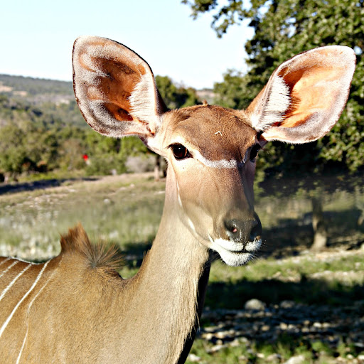 Connie Gomez Photo 16