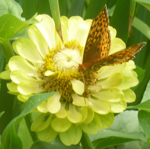 Carrie Goss Photo 14