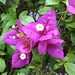 Flor Rocha Photo 31