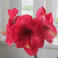 Nia Mitchell Photo 8