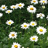 Cheryl Simon Photo 13