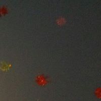 Jody Jenkins Photo 15