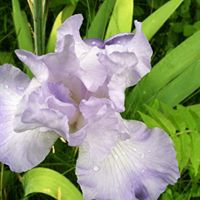 Carol Deyoung Photo 15