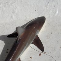 Laura Toledo Photo 26