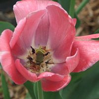 Sally Howard Photo 11