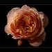 Ron Rose Photo 3