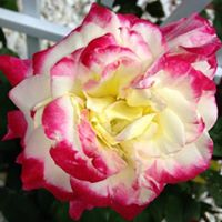 Pamela Mcmillan Photo 20