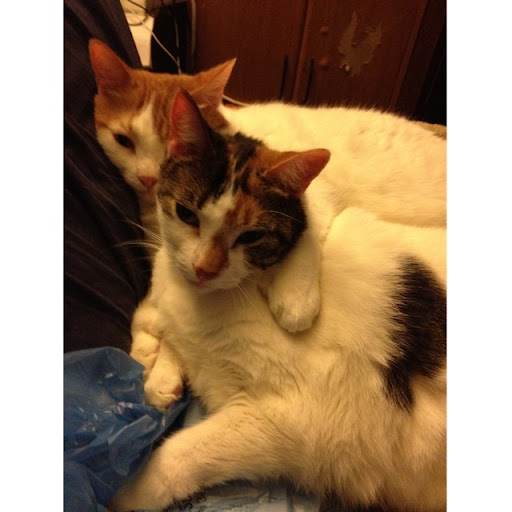 Victoria Foley Photo 12