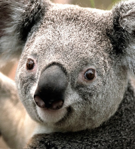 Jeffrey Holland Photo 39 Jeffrey Holland Photo 39